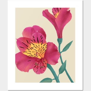 Beautiful Lily Flower Posters and Art